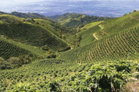  蓝山风味咖啡好喝吗 蓝山风味咖啡是黑咖啡吗 蓝山风味咖啡介绍