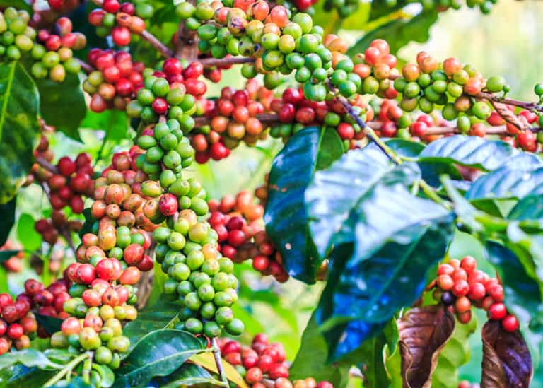 arabica-coffee-plant-768x549-1